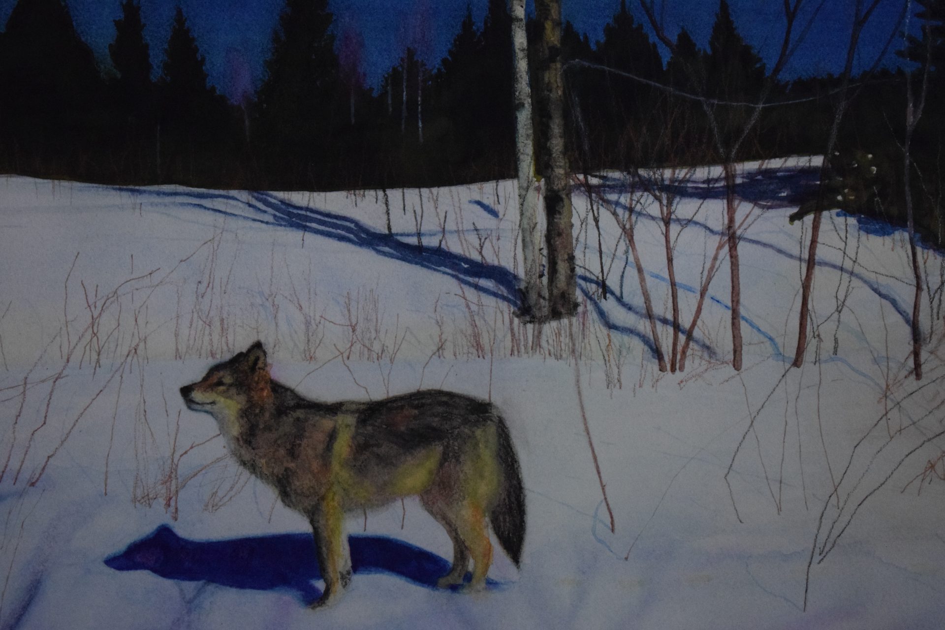 Veera Tamminen's painting of a wolf in spring. Painting of Veera Tamminen, wolf in spring
